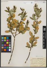 Foto von Salix serissima (L. H. Bailey) Fern.